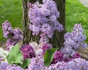 Meals on Wheels Shaker May 2024 Newsletter