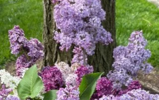 Meals on Wheels Shaker May 2024 Newsletter