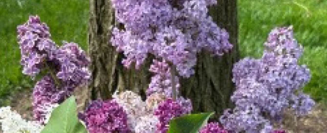 Meals on Wheels Shaker May 2024 Newsletter